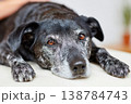 A brown and black dog lies on a comfortable surface while a person's hand gently touches its back. The room appears warm and inviting 138784743