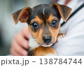A small dog looks at the camera while being held close by a person in a relaxed environment outside 138784744