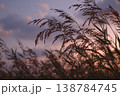 Grass moves gently as the sun sets behind clouds, casting soft light over the field by the water in the evening 138784745