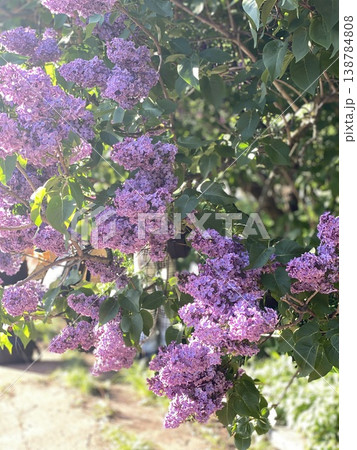 Lilac flowers in sunlight with green leaves, suitable for nature background and spring themes Lilac flowers in sunlight with green leaves, suitable for nature background and spring themes 138784808