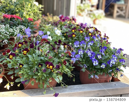 Colorful pansies in terracotta pots displayed outdoors in a garden center 138784809