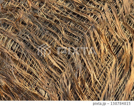Dried palm frond texture with intricate natural patterns, suitable as background in design projects Dried palm frond texture with intricate natural patterns, suitable as background in design projects 138784815