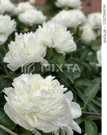 White peonies blooming in a garden, top view, suitable as floral background or nature concept White peonies blooming in a garden, top view, suitable as floral background or nature concept 138784834