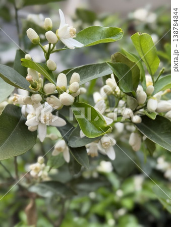 Orange blossom flowers and buds on branches with lush green leaves, ideal for natural backgrounds 138784844