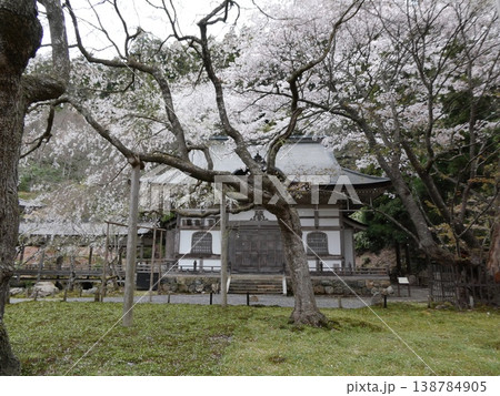 常照皇寺の左近の桜 常照皇寺の左近の桜 138784905