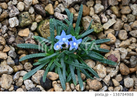 ギリシャクレタ島に自生する濃緑色の葉に青色の花が綺麗なアンチューサ・ケスピトーサ 138784988