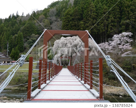 魚ヶ渕の吊り橋の桜 138785024