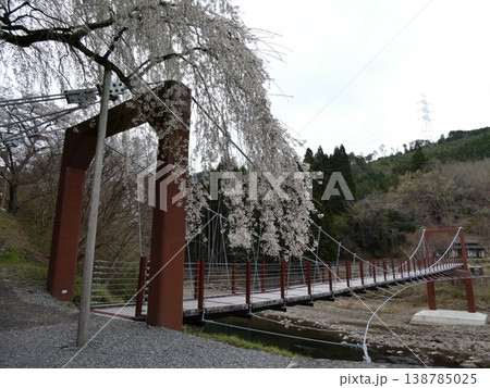 魚ヶ渕の吊り橋の桜 138785025