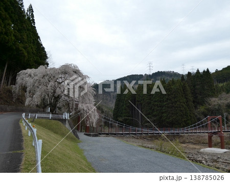 魚ヶ渕の吊り橋の桜 138785026