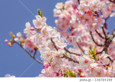 春の日差しを浴びる河津桜 春の日差しを浴びる河津桜 138785199