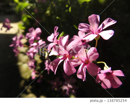 花壇の裾飾り 花壇の裾飾り 138785254
