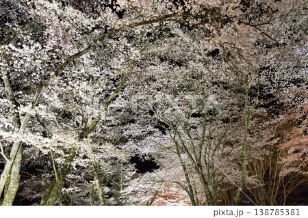 夜桜 夜桜 138785381