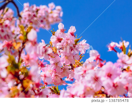 青空を背景にした河津桜 138785478
