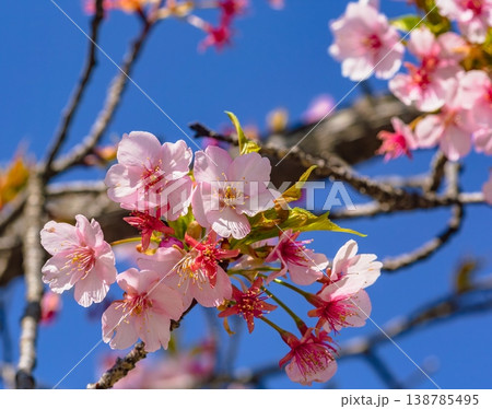 青空に映える河津桜 138785495