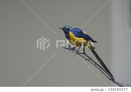Golden-breasted or Royal Starling, Lamprotornis regius, perched on a branch Golden-breasted or Royal Starling, Lamprotornis regius, perched on a branch 138785557
