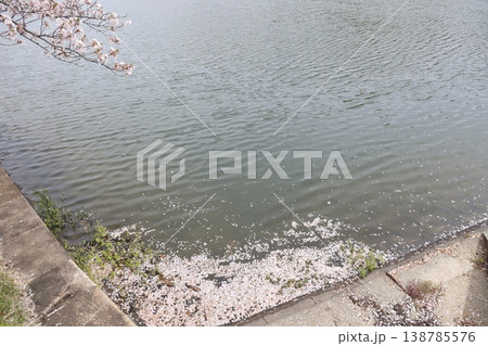 池の隅に溜まった桜の花びら・春の終わり4月中旬の水辺景色 池の隅に溜まった桜の花びら・春の終わり4月中旬の水辺景色 138785576