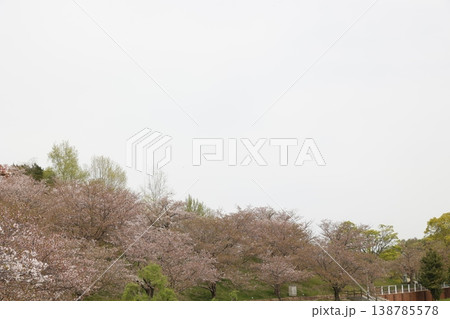 桜の見頃の終わり 斜面に並ぶ桜並木は新緑が萌え始めている春の風景 桜の見頃の終わり 斜面に並ぶ桜並木は新緑が萌え始めている春の風景 138785578
