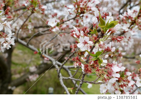 葉桜になりかけた桜の木 4月中旬 葉桜になりかけた桜の木 4月中旬 138785581