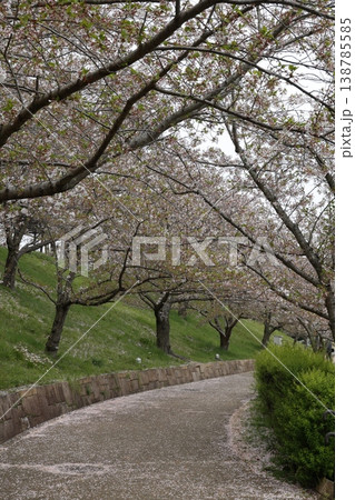 桜の並木道・4月中旬の葉桜になりかけた春風景・曲線の道路 桜の並木道・4月中旬の葉桜になりかけた春風景・曲線の道路 138785585