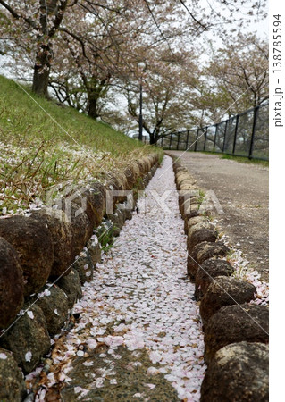 側溝に溜まった桜の花びら　石造り水路と石垣　春の風情 138785594
