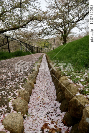桜の花びらが散る葉桜の並木道・春の公園風景 桜の花びらが散る葉桜の並木道・春の公園風景 138785598