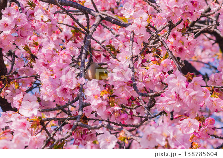 満開の河津桜とメジロ 138785604