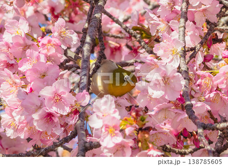 満開の河津桜の蜜を吸うメジロ 138785605