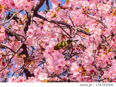 満開の河津桜の蜜を吸うメジロ 138785606