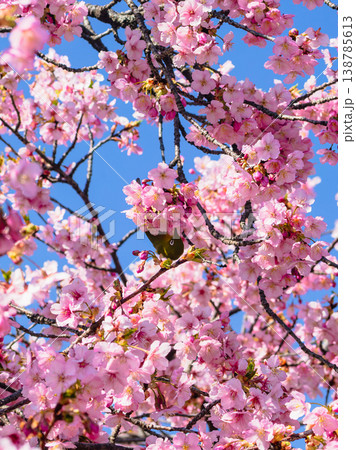 満開の河津桜の蜜を吸うメジロ 満開の河津桜の蜜を吸うメジロ 138785613
