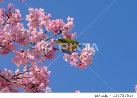 満開の河津桜の蜜を吸うメジロ 満開の河津桜の蜜を吸うメジロ 138785618
