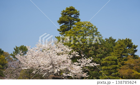 皇居の桜 138785624