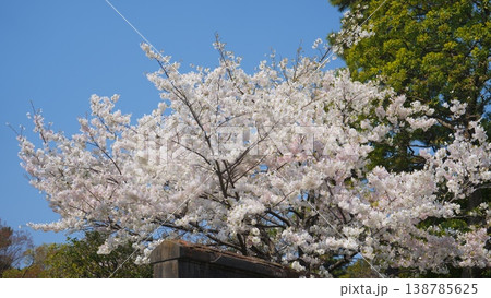 皇居の桜 138785625