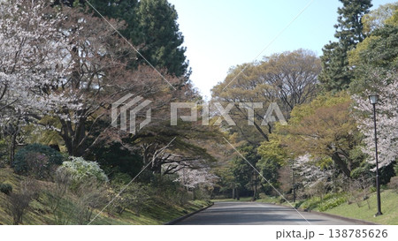 皇居の桜 138785626