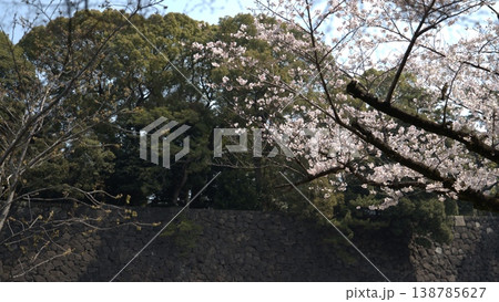 皇居の桜 皇居の桜 138785627