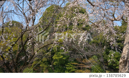 皇居の桜 138785629