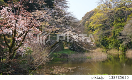 皇居の桜 138785630