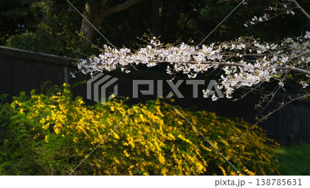 皇居の桜 138785631