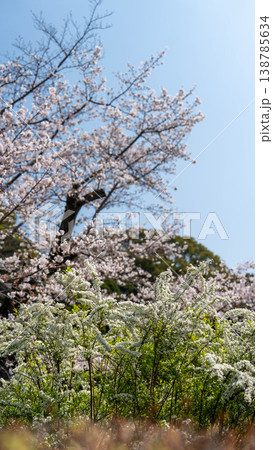 皇居の桜 138785634