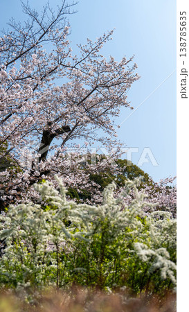 皇居の桜 138785635