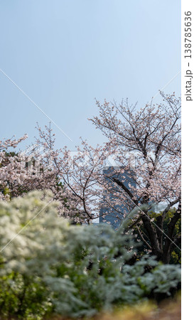 皇居の桜 138785636