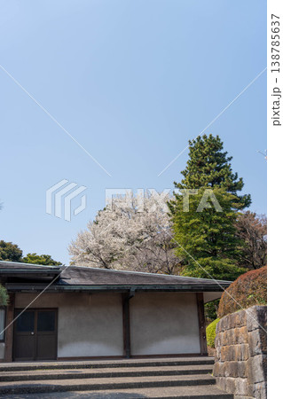皇居の桜 138785637