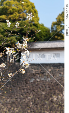 皇居の桜 皇居の桜 138785640