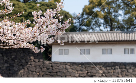 皇居の桜 皇居の桜 138785641