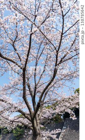 皇居の桜 皇居の桜 138785642
