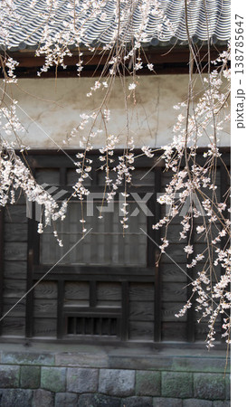 皇居の桜 138785647