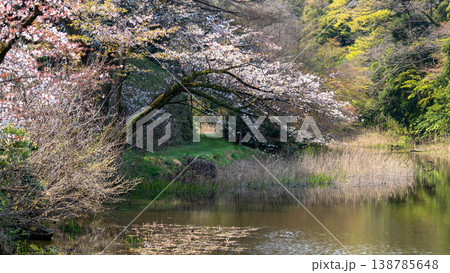 皇居の桜 138785648
