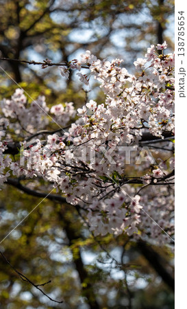 皇居の桜 138785654