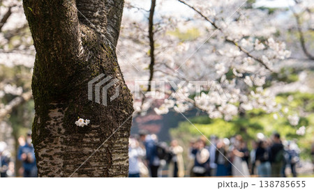 皇居の桜 138785655