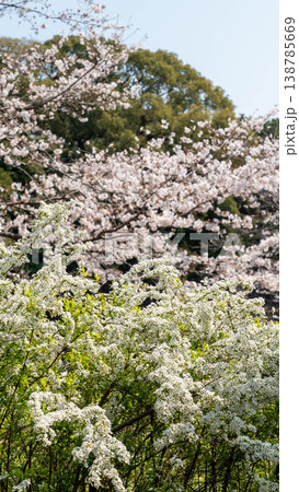 皇居の桜 138785669