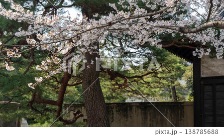 皇居の桜 138785688